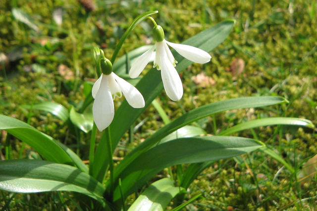Galanthus woronowii P9 5 bulbs