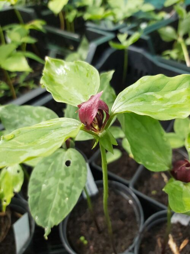 Trillium recurvatum