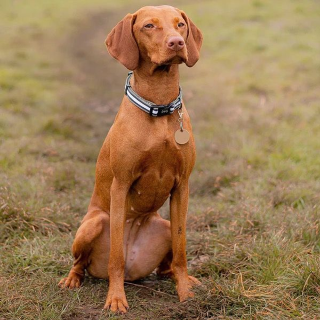 Charlie & Co Collar - Barky Khaki