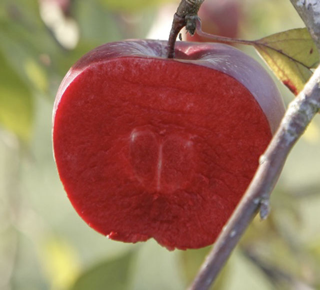 Red merylinn - scion 1 an - racines nues