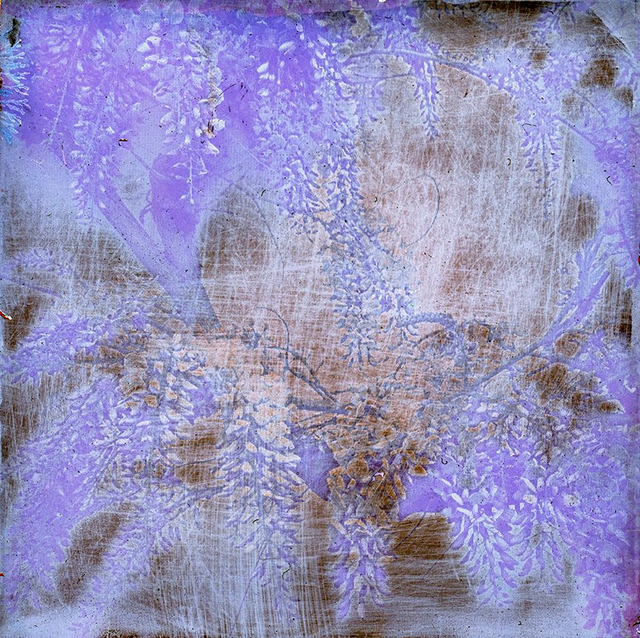 Polaroid Art - Purple Wisteria Flowers - 12x12 inches