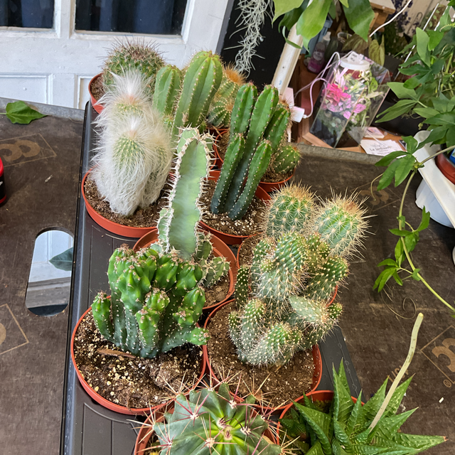 Cactus Gem