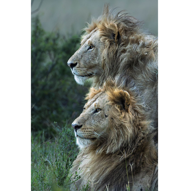 Lions - réserve Masaï Mara - Kenya - ref: k-1134