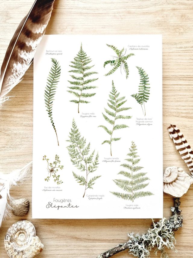 Affiche "Fougères élégantes"
