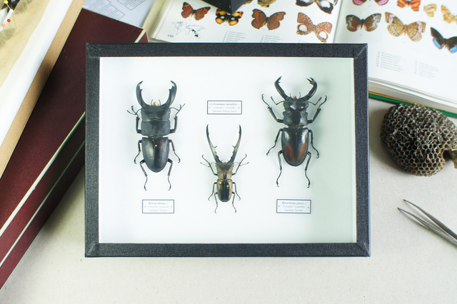 Trio de lucanes (étiquette)