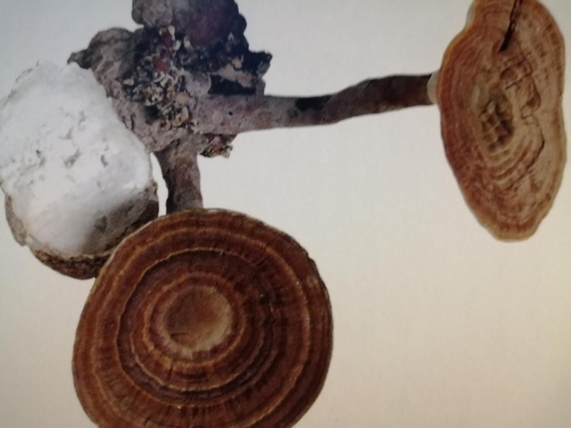 Lignosus rhinocerus of tijgermelk 60 Caps./ verpakking 