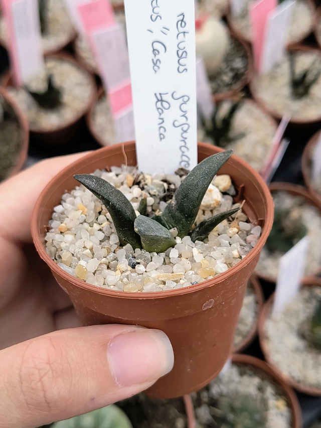 Ariocarpus retusus furfuraceus "v. Rostratus", Casa Blanca
