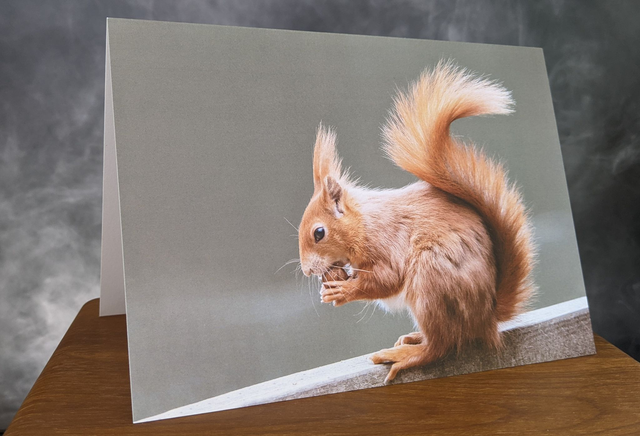 Red Squirrel Blank Card