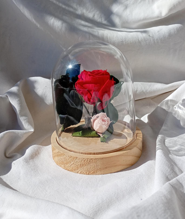 S03 rose anglaise rouge