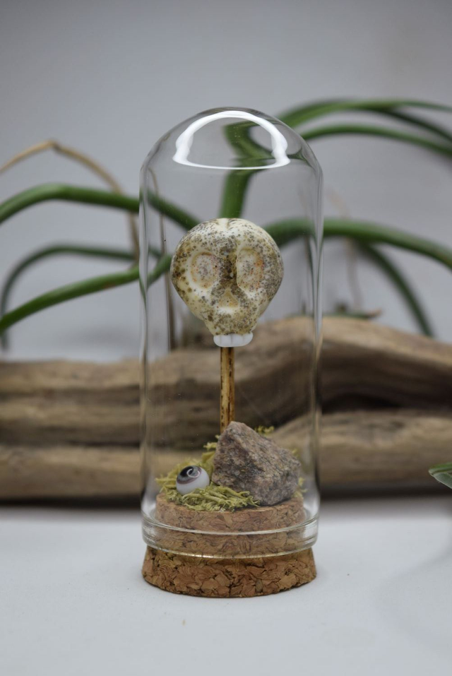 CRÂNE HUAMIN SOUS VERRE 