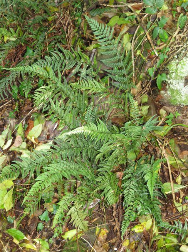 Polystichum tsus-simense - Korean Rock Fern 1.4 litre