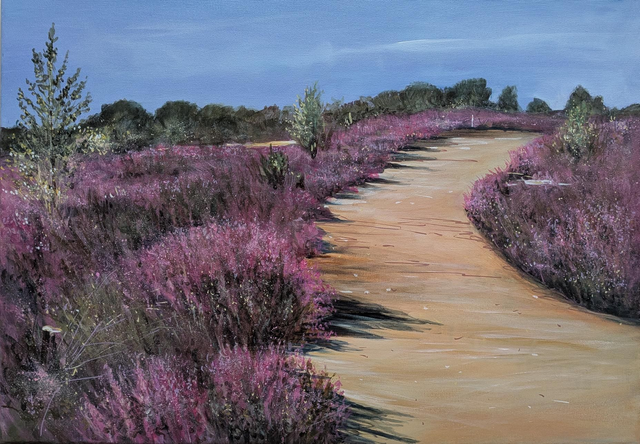 Purple heather at Frensham Ponds