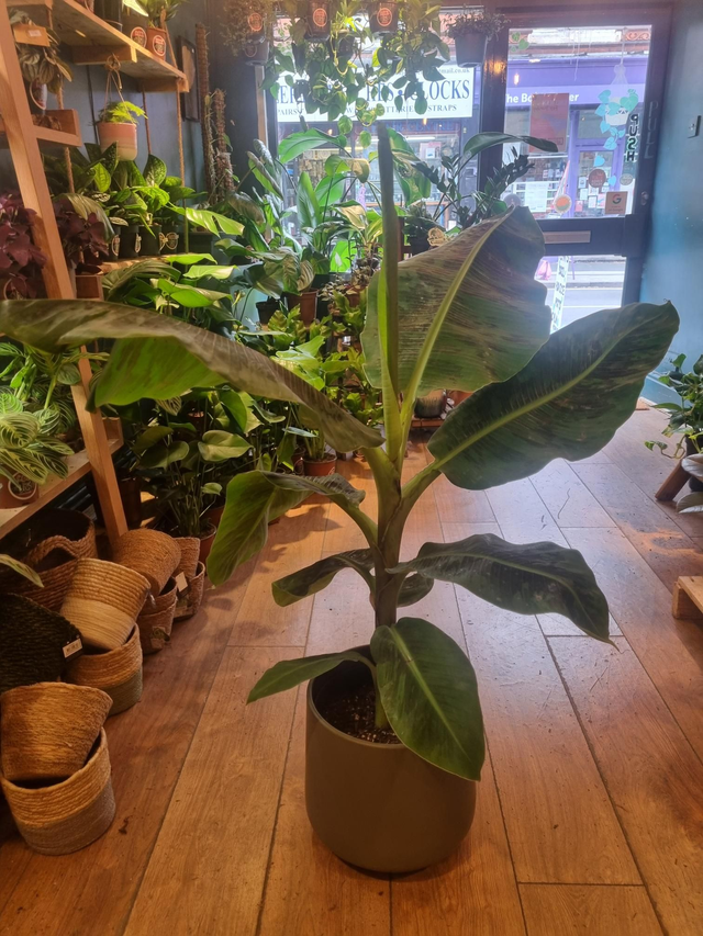 Banana palm 