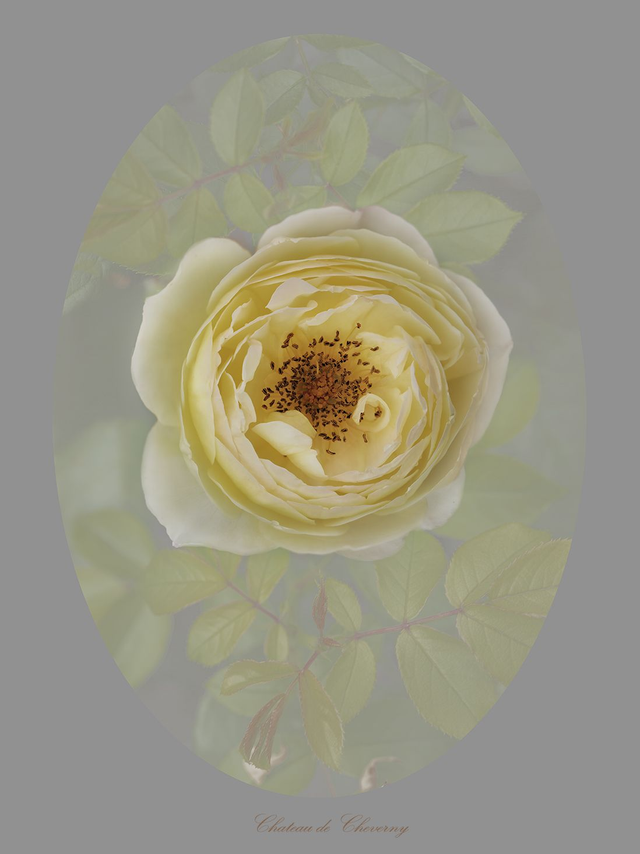 Rose Chateau de Cheverny