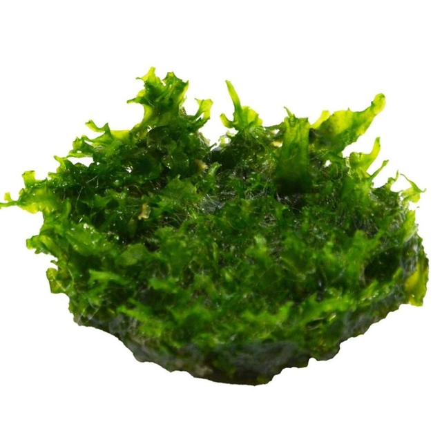 Easygrow Monosolenium tenerum 8715897361395