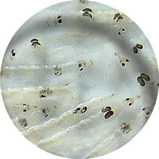 Levende witte muggenlarven 4038358100116