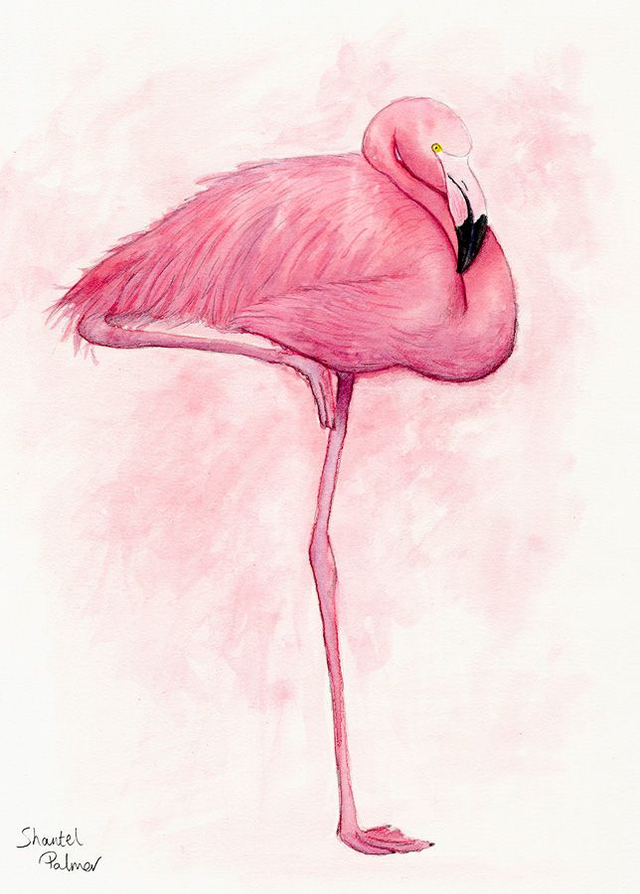 Flamingo