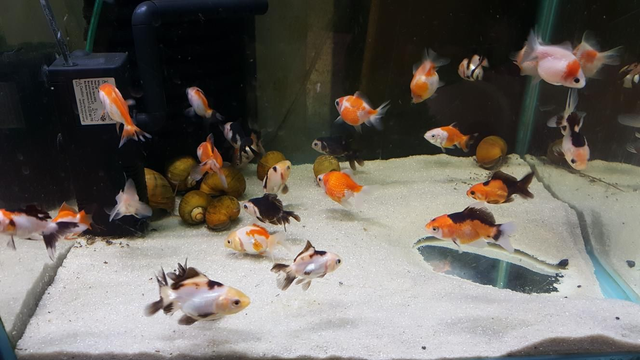 Mixed tri colour  fantail 