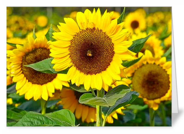 Best Sunflower variety pack of 5 luxury notecards (best value)