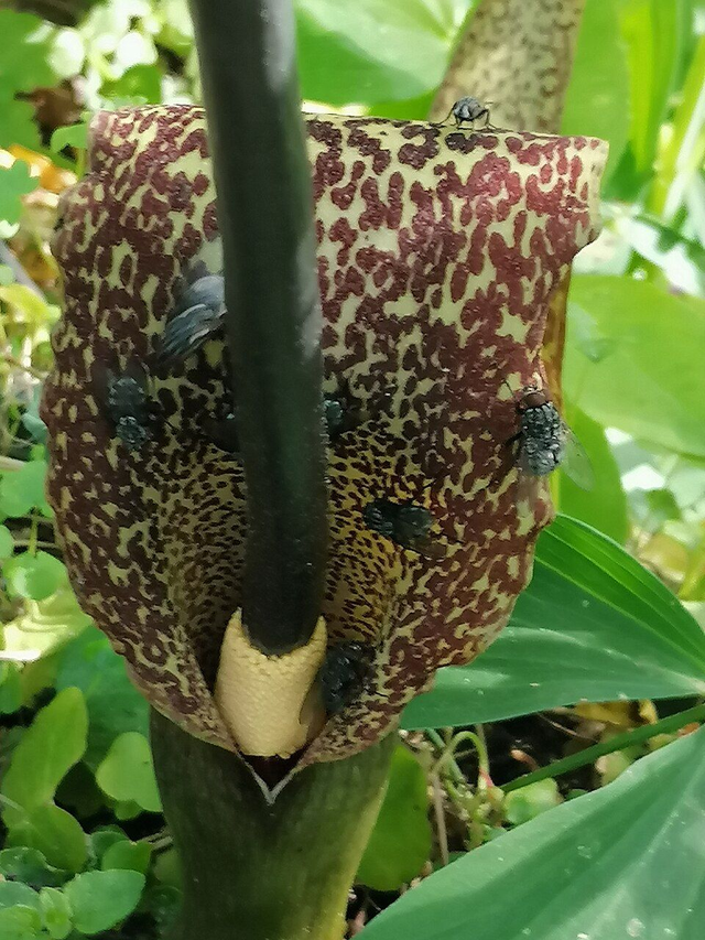 Sauromatum venosum flowering size tuber.