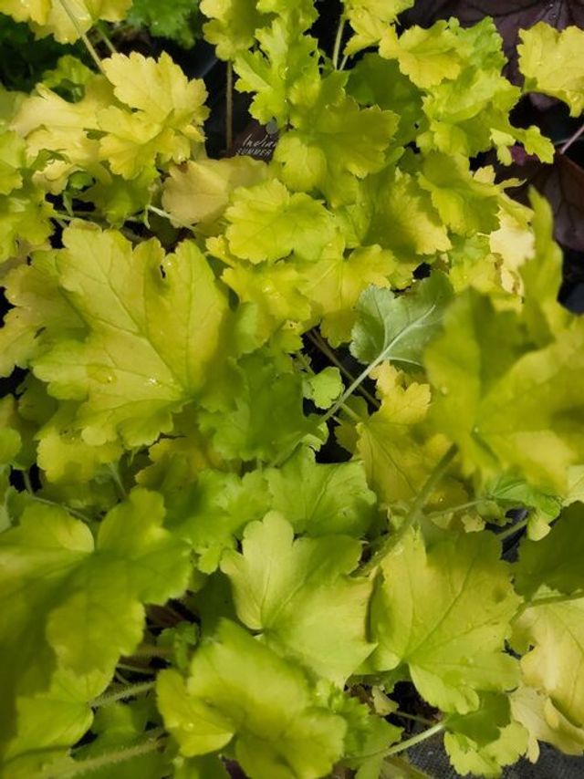 Heuchera 'Lime Marmalade' P9 (0.5l) 