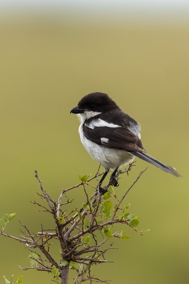 Tirage d'art : L'Ecorcheur