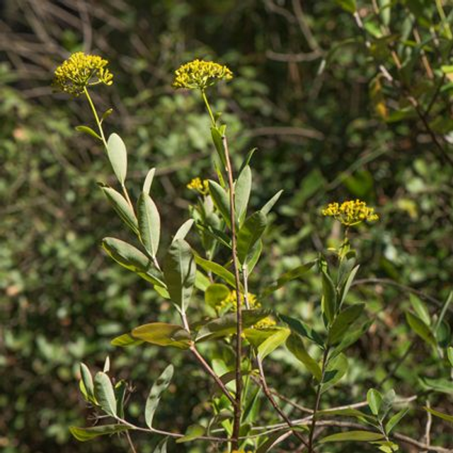 Buplèvre Ligneux (Bupleurum fructicosum) - Végétal local