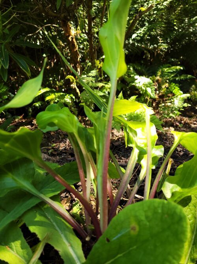 Hosta 'Red Stepper' 