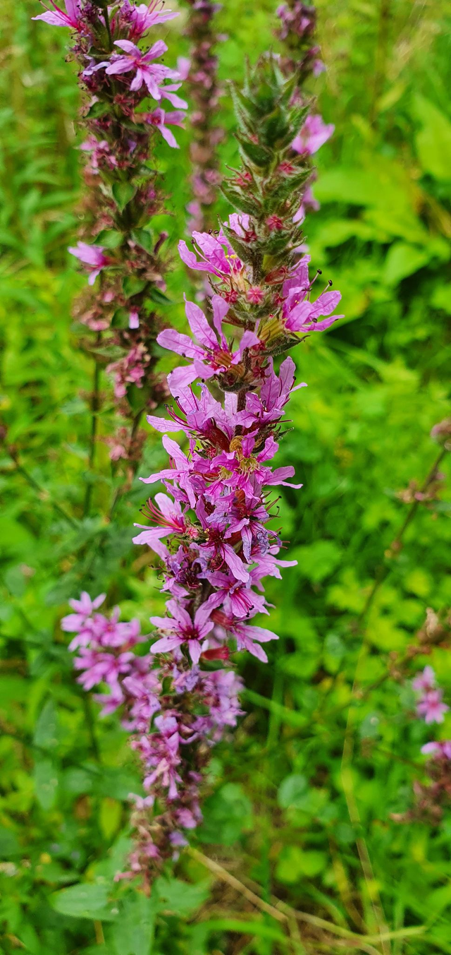 Salicaire commune (Lythrum salicaria)