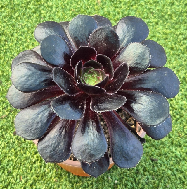 Aeonium &#039;Poldark&#039;