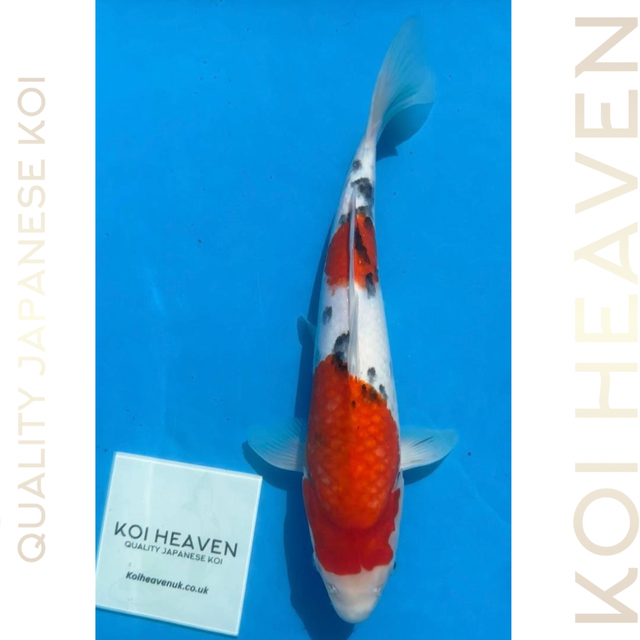 Shintaro Koi Farm           33cm Sanke           Tosai