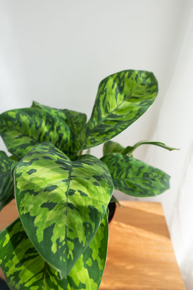 Homalomena Camouflage🌿