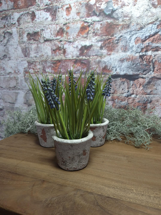 Blauwe druifjes in stenen potje