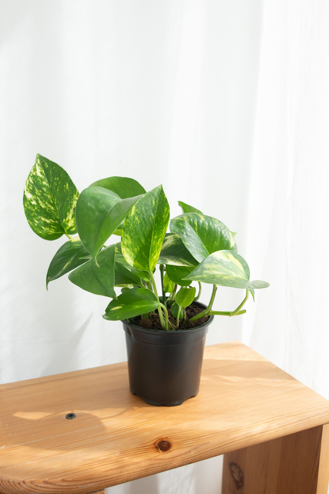 Epipremnum aureum (Golden Pothos)🌿