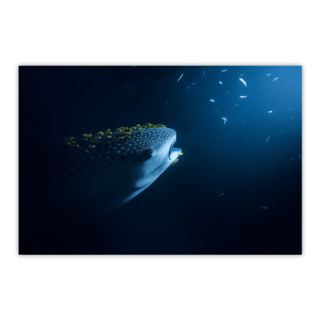 La nuit du requin baleine