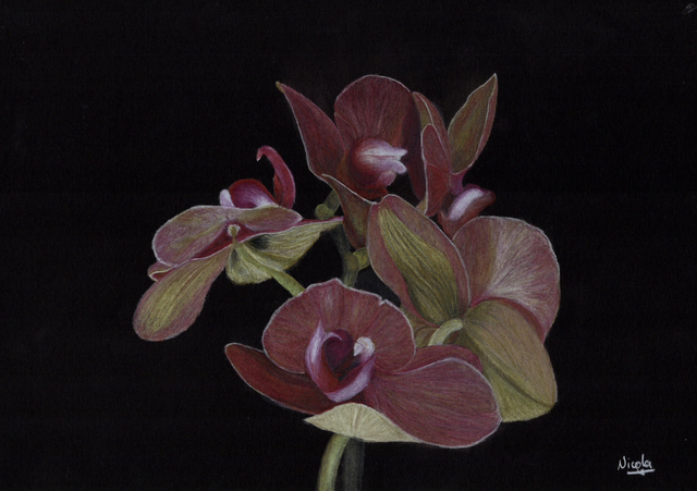 Orchids - Moth Orchids 