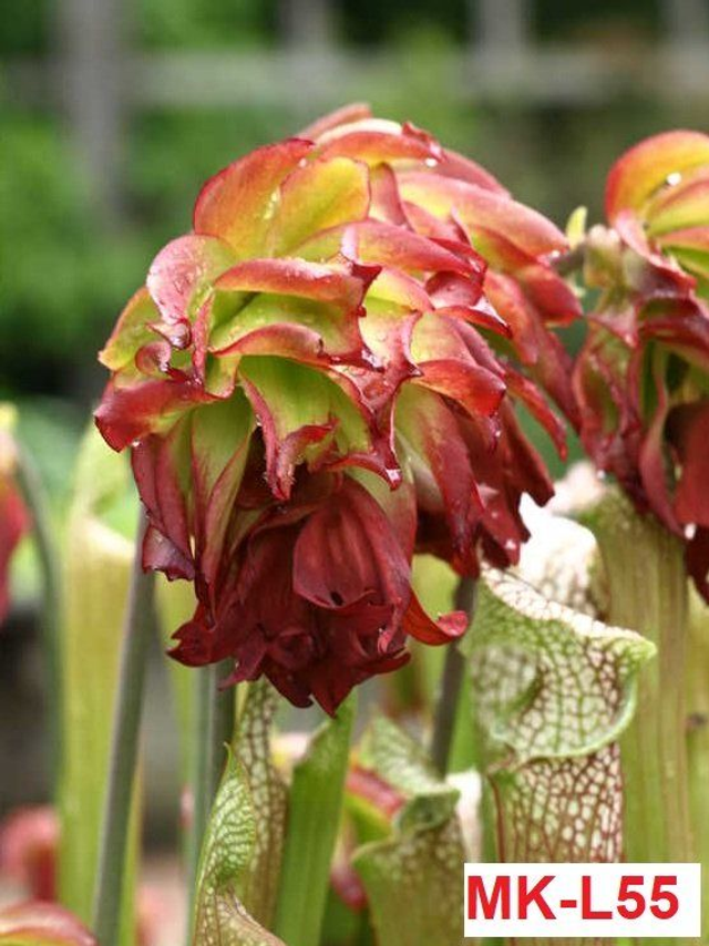 &#039;Tarnok&#039;, mutant flower form