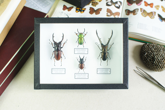 Collection de lucanes