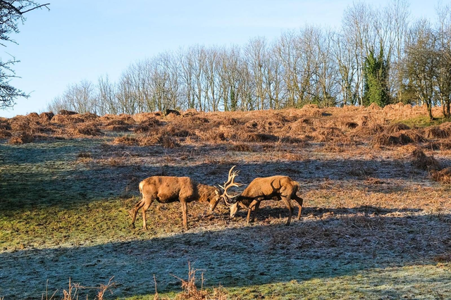 Afternoon of June 1st - Guided Deer Spotting Walk & Picnic