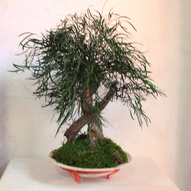 Bonsai CL375  Eucalipto Nicoly