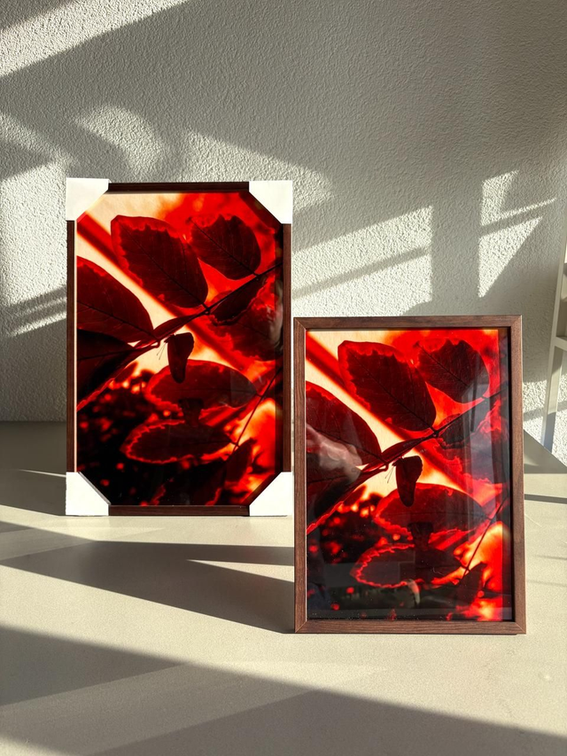 Butterfly hanging upside down + frame