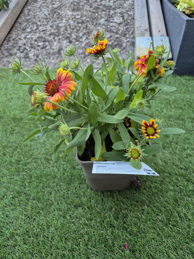 Gaillarde Arizona Sun pot 2L