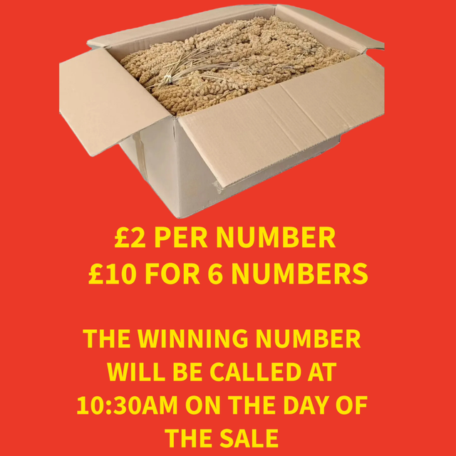 15KG BOX OF MILLET SPRAYS (RAFFLE)