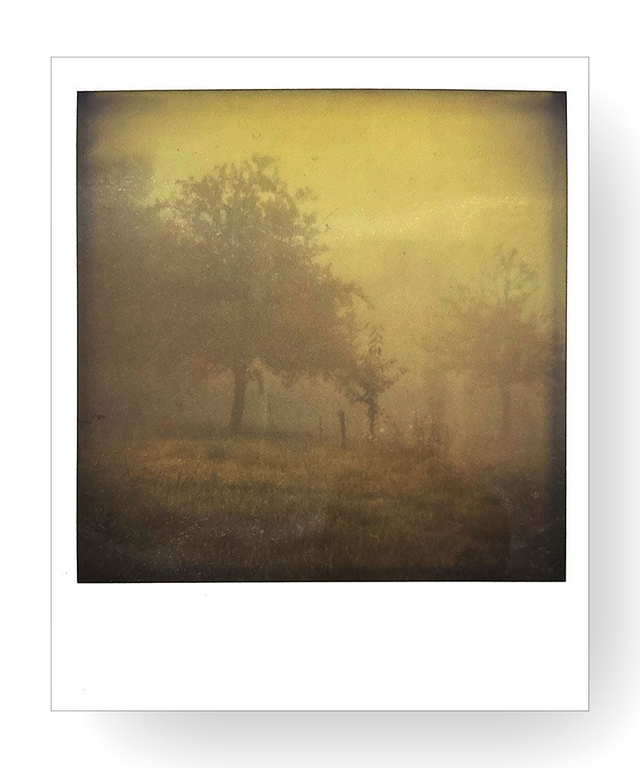 Le verger dans le brouillard (1984)