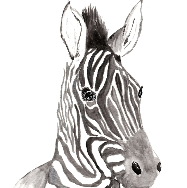 Zebra 