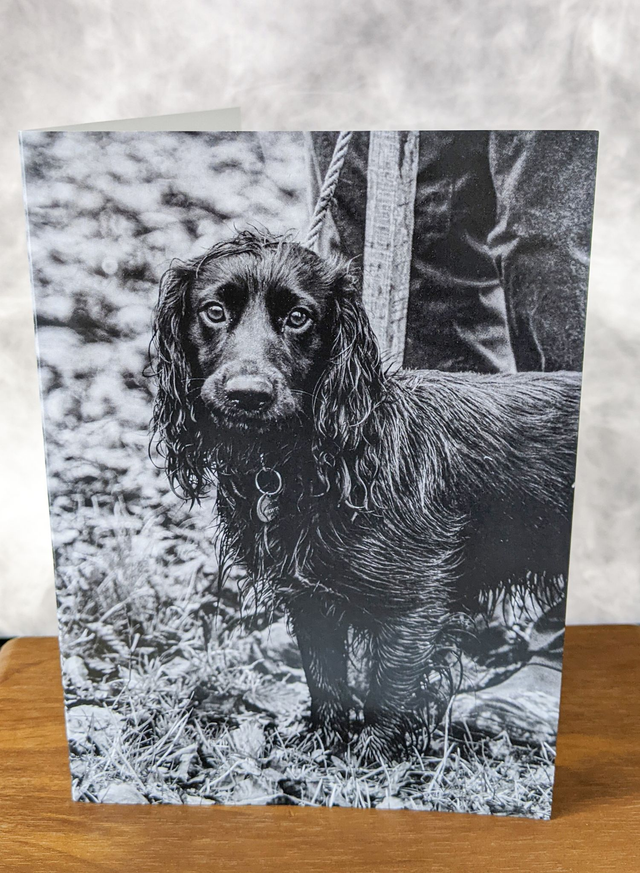 Patiently Waiting Blank Card