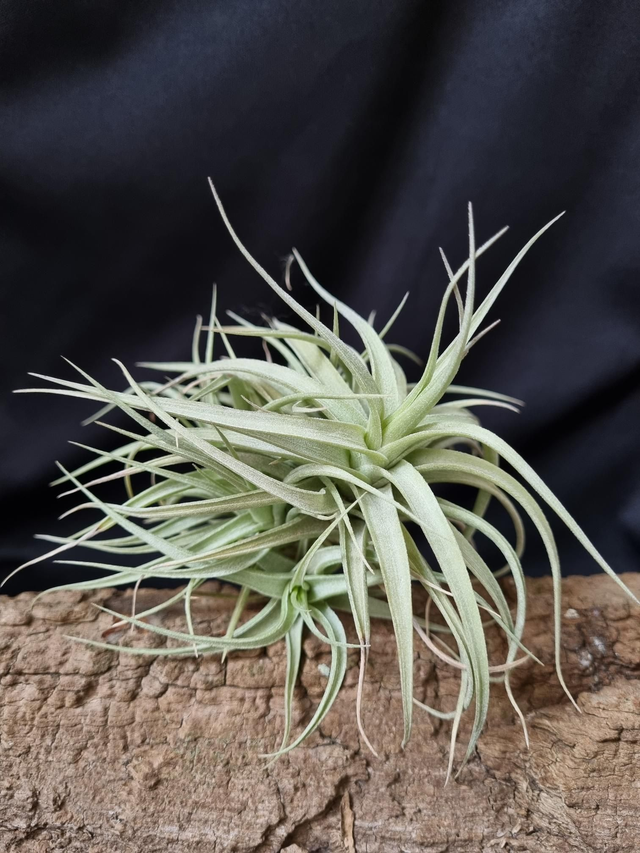 Tillandsia aeranthos x bergeri