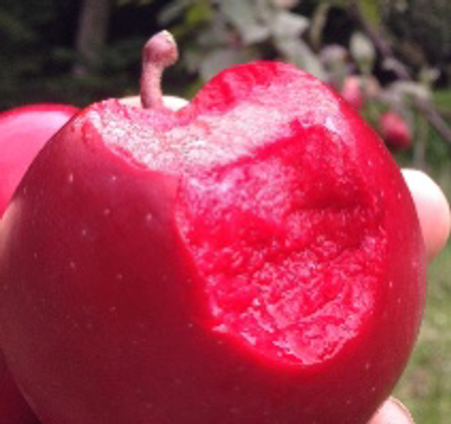 Scarlet surprise  - scion 1 an - racines nues