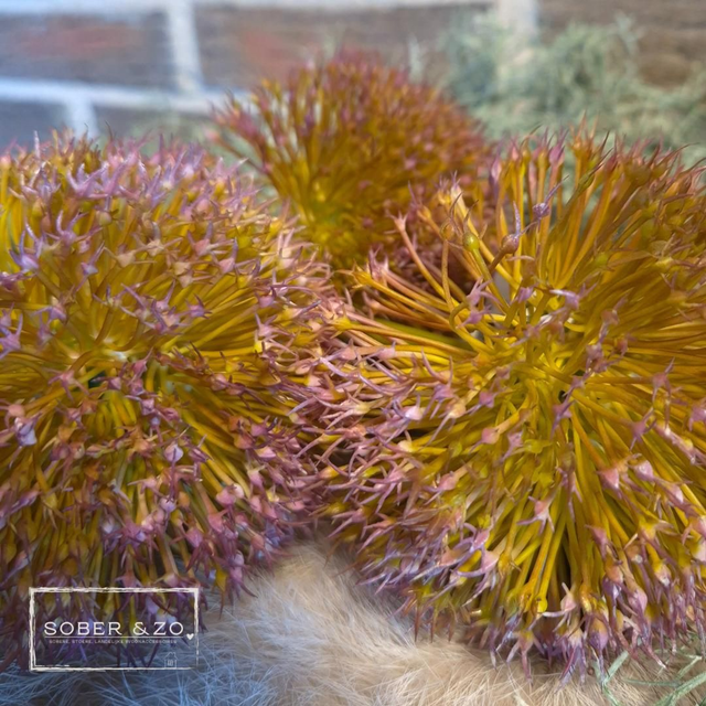 Kunst Onion ball flower, spray purple, L