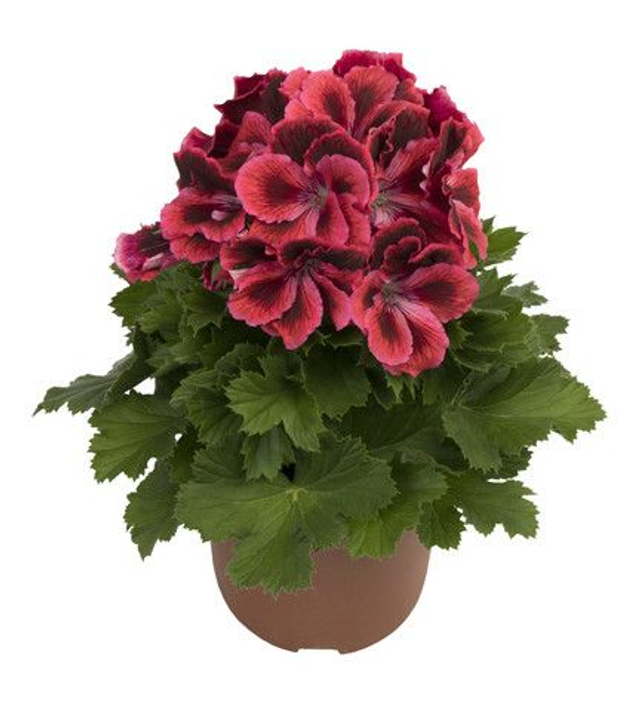 Franse Geranium (Elegance Kate)